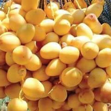 Barhi palm.jpg