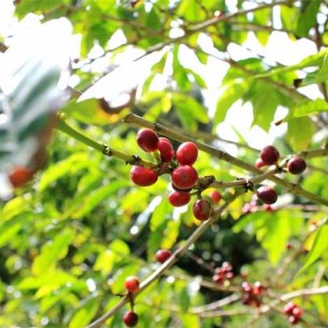 Nguyen Huy Hung Coffee One Member Co., Ltd - Plantation