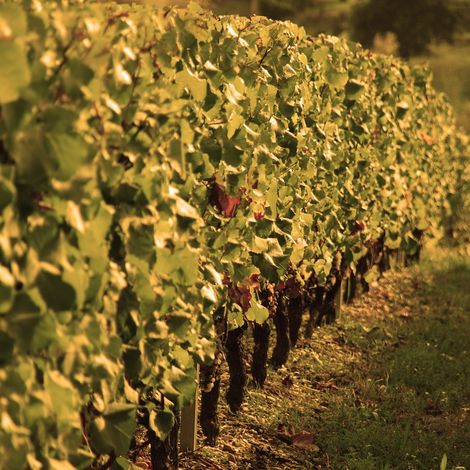 Château d'Arche - Vineyard