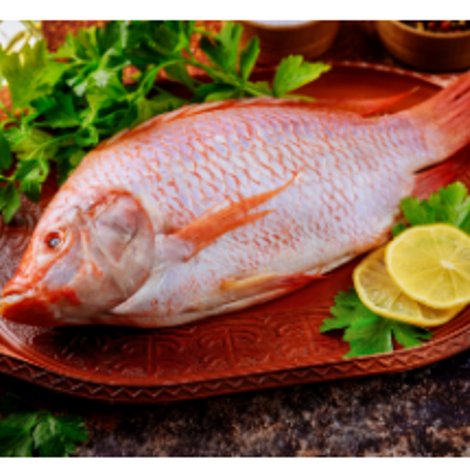 red tilapia