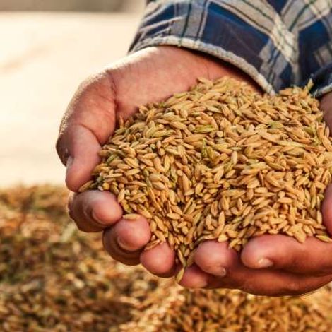 rice-srp.jpg