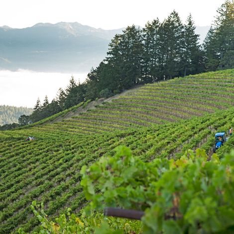 Sterling Vineyard