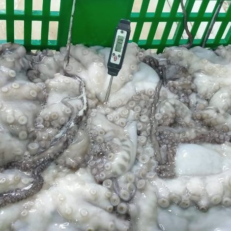 Sea Caught_Octopus Vulgaris_0.5-1Kg_Thaw_01