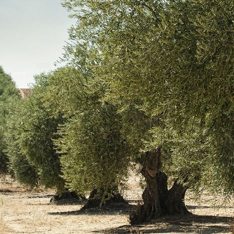 Zer Yag Sanayi - Plantation