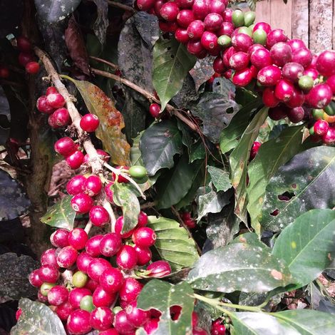 SALDAC - Coffee Beans