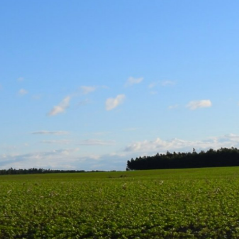 soybean cultivation