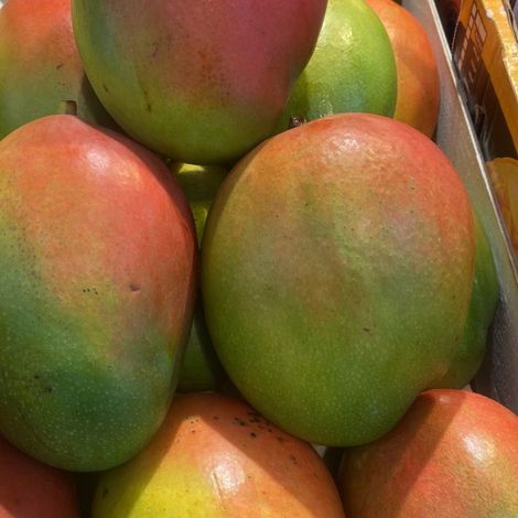 MANGOES