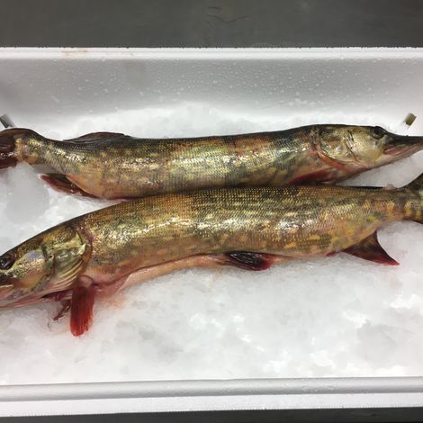 Pike