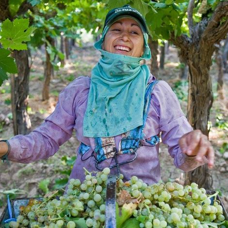 Bodega Augusto Pulenta's grapes