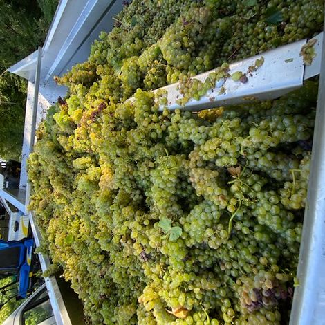 Domaine Millet_Wines_Harvest