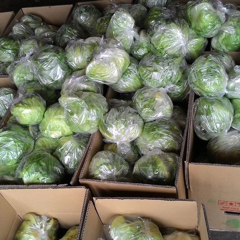 Publika Vege Distribution