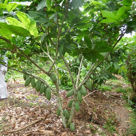 Asociación De Productores Cacaoteros Y Cafetaleros De Amazonas - Plantation