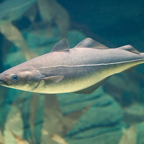 800px-Pollachius_virens_01.jpg