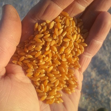 PGP - Specialty Wheat