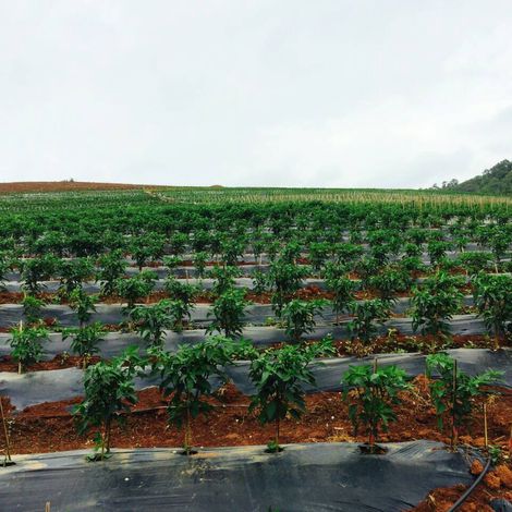 Thai Chilli Farm - Plantation