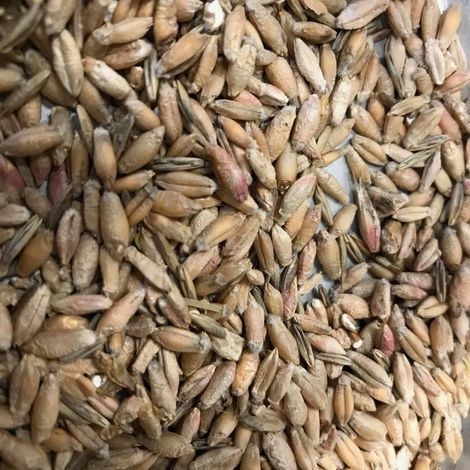 Lakeview Organic Grain
