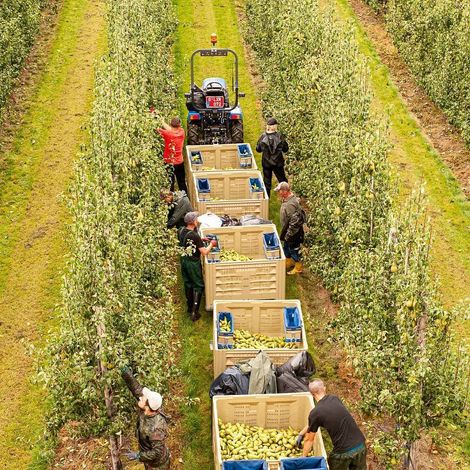 Nicolai Fruit - Plantation