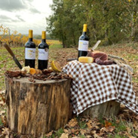 Château Notre Père Bordeaux vineyard 1.jpeg