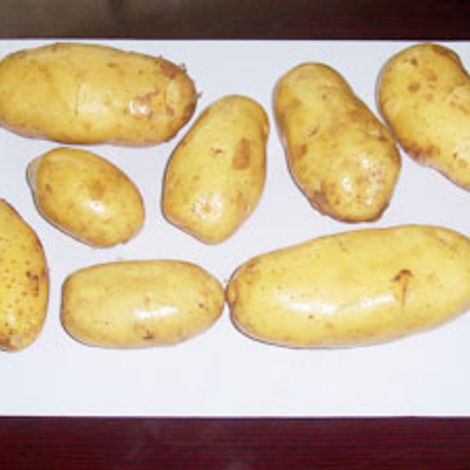 Potato