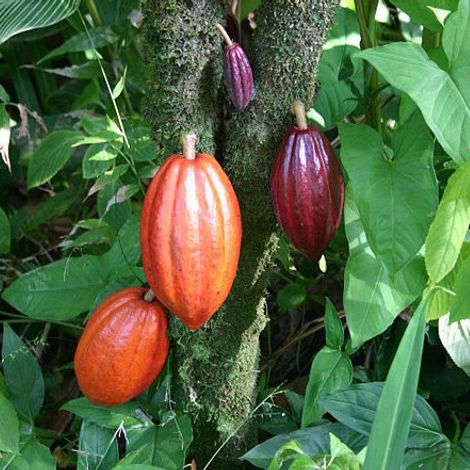 Rainforest Trading S.A.C.