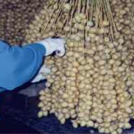 Harvest