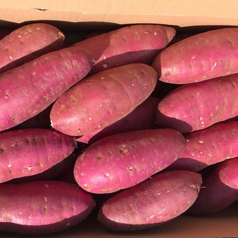 A vibrant display of sweet potatoes! Embrace the colorful goodness of nature's bounty