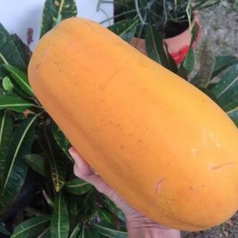Orange Papaya