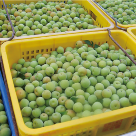 FIRST CLASS OF FRUIT TREE PRODUCTION & MARKETING HAIN YI HSIANG,NAN-TOU COUNTY - Harvested Plums