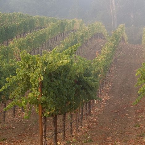 Scarecrow Wine_Wine_vineyards