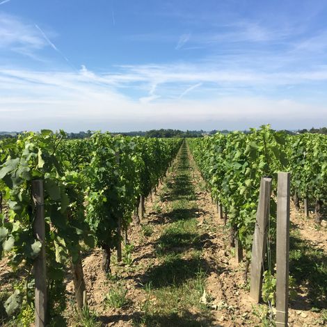 Vineyard