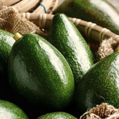 Avocado