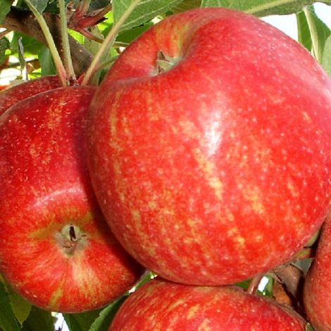 apple