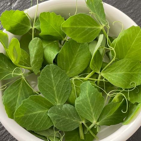 PEA SPROUT