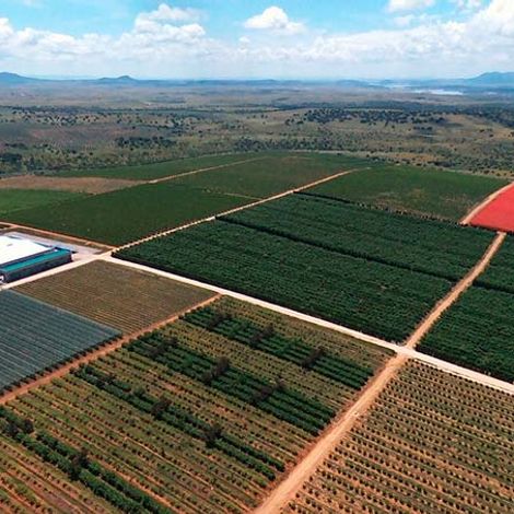 finca.jpg