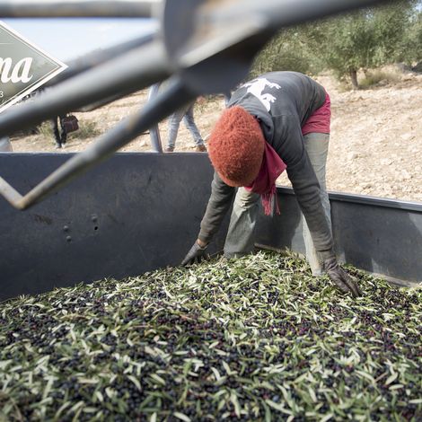 SLAMA HUILES - Harvested Products