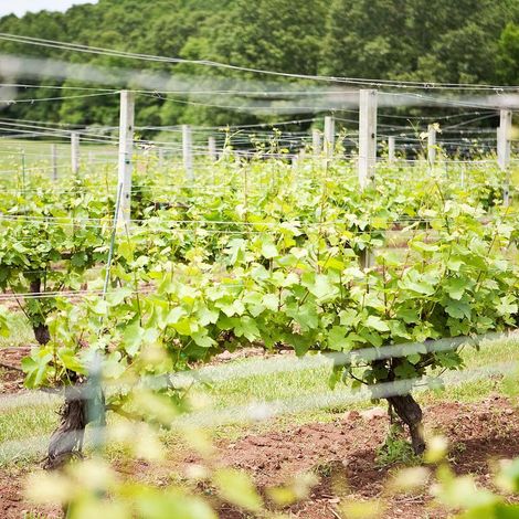 Vineyard