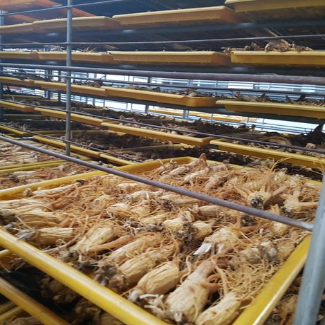 Ginseng production