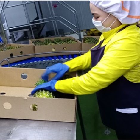 Avante Agri-Products_Pineapple_MD2/GOLD