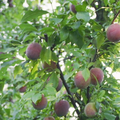 SFI Hamburg Fruchthandels GmbH