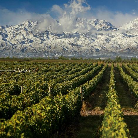 Vineyards