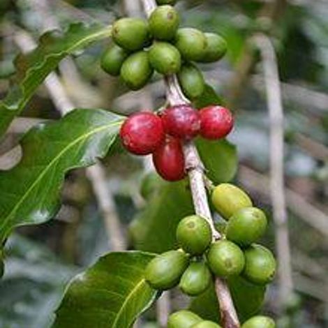 PROSERDI - Coffee Beans