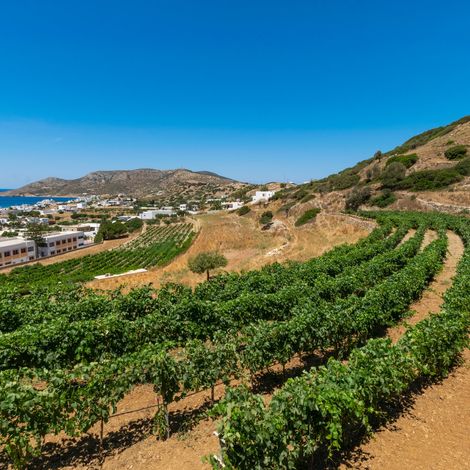 Lipsi Winery - Vineyard