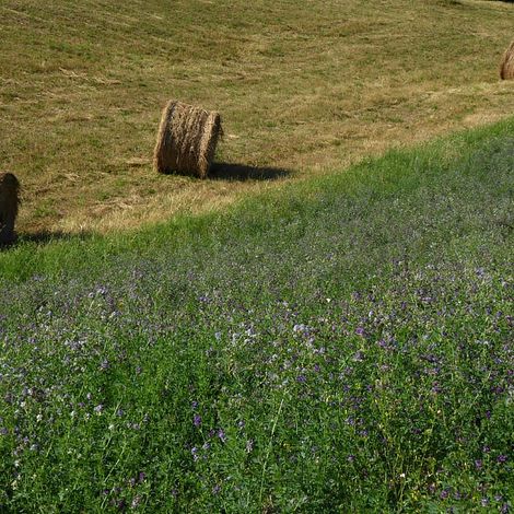 Alfalfa Field