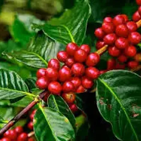 Tamrin International Trading PLC - Coffee Bean