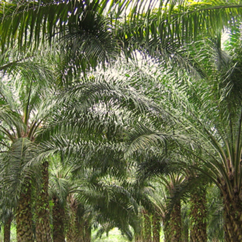Omani Vegetable Oils & Derivatives Co.