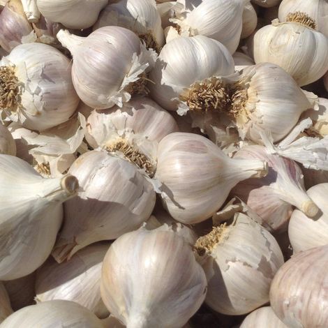 Fraser's Garlic Farm, LLC
