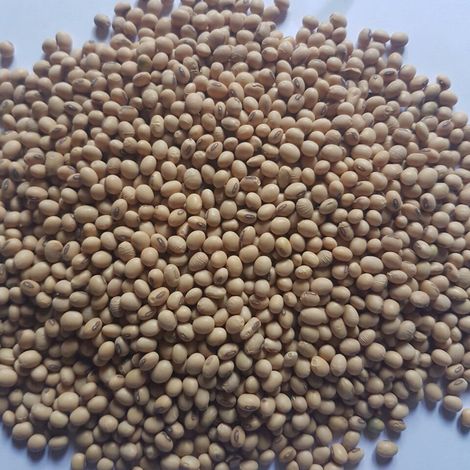 Soybean