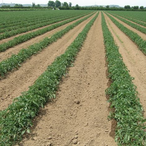 Farm