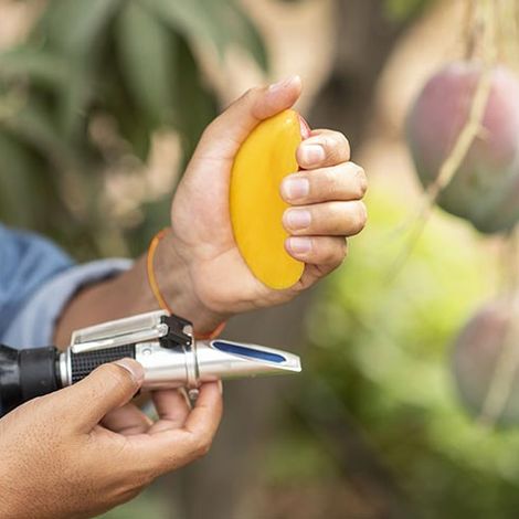 fruit-mur-point.jpg