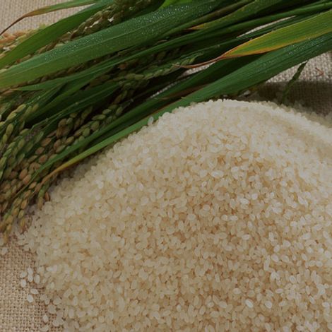 rice2.jpg